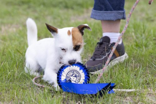 Cornbury House Horse Trials