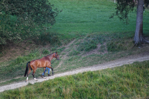 CORNBURY HOUSE INTERNATIONAL & YOUNG HORSE CHAMPIONSHIPS